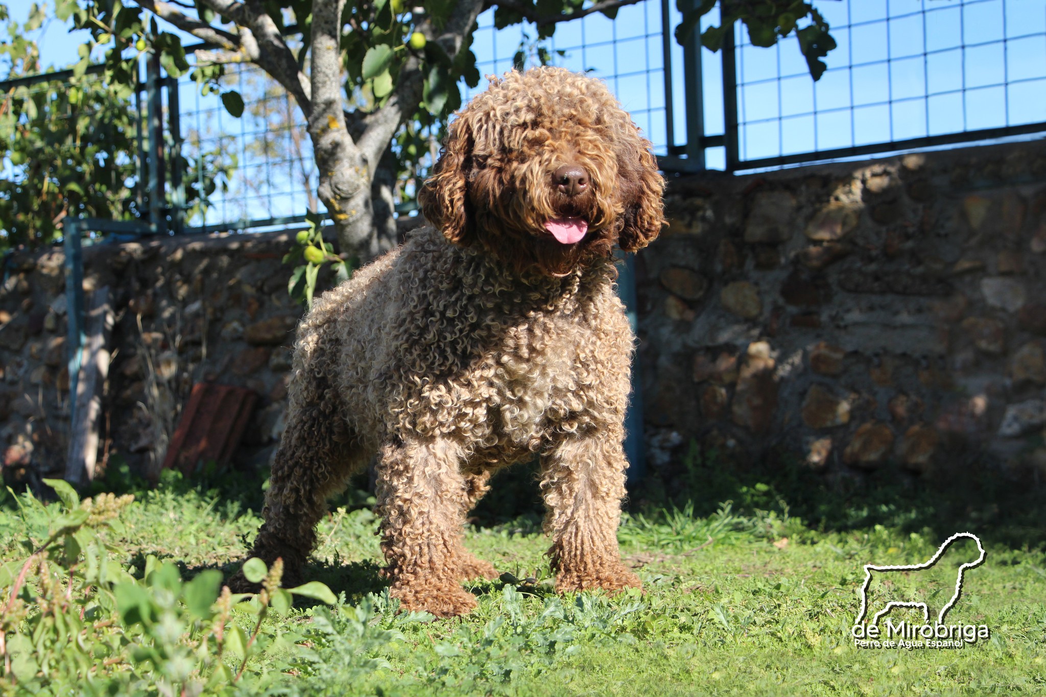 Zara, perro de agua español; criadero de miróbriga;