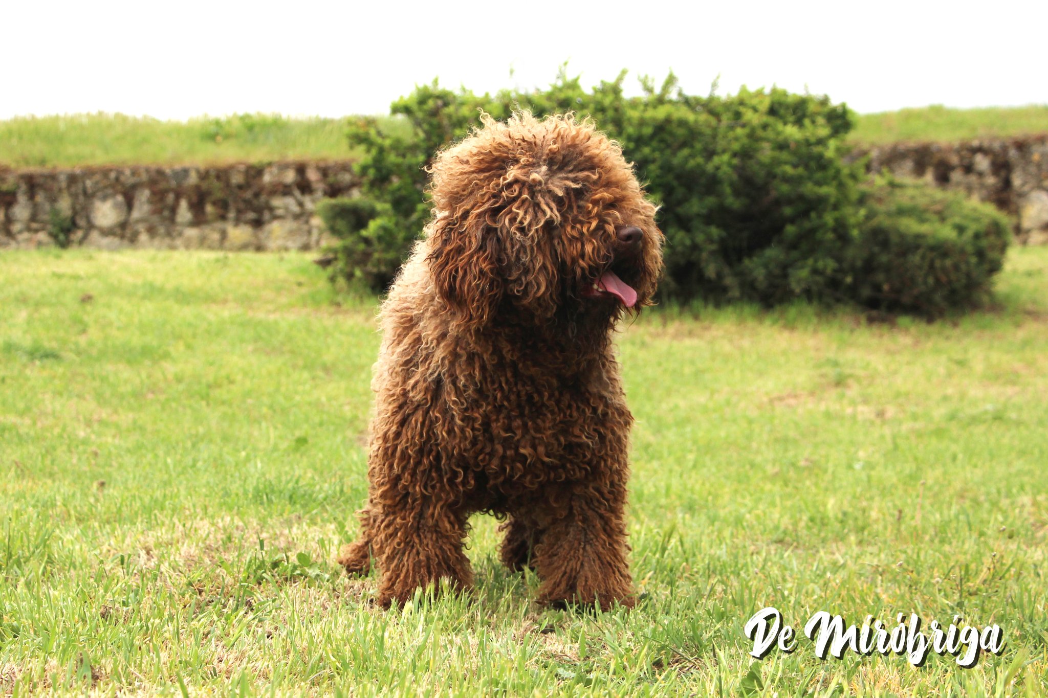 Bimba, perro de agua español; criadero de miróbriga;