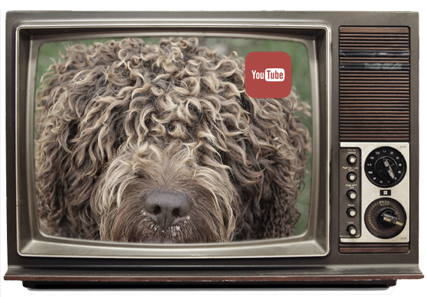 Criadero Perro de Agua Español de Miróbriga