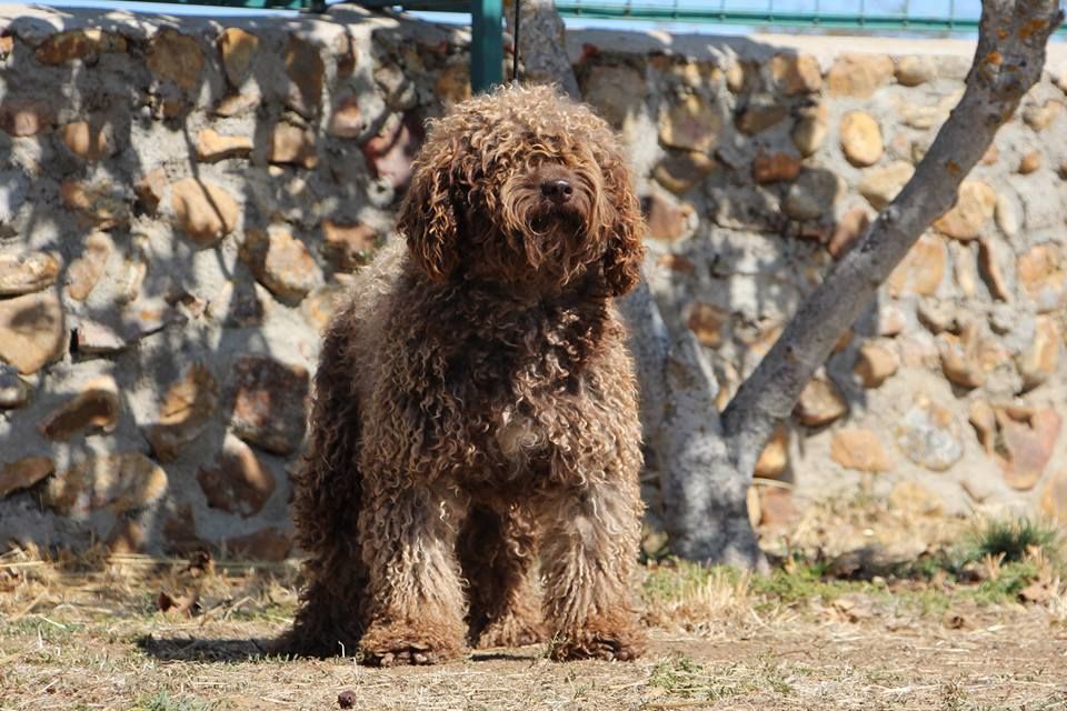 Bra de Miróbriga, perro de agua español